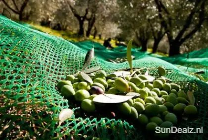 Olijven Plukken Griekenland